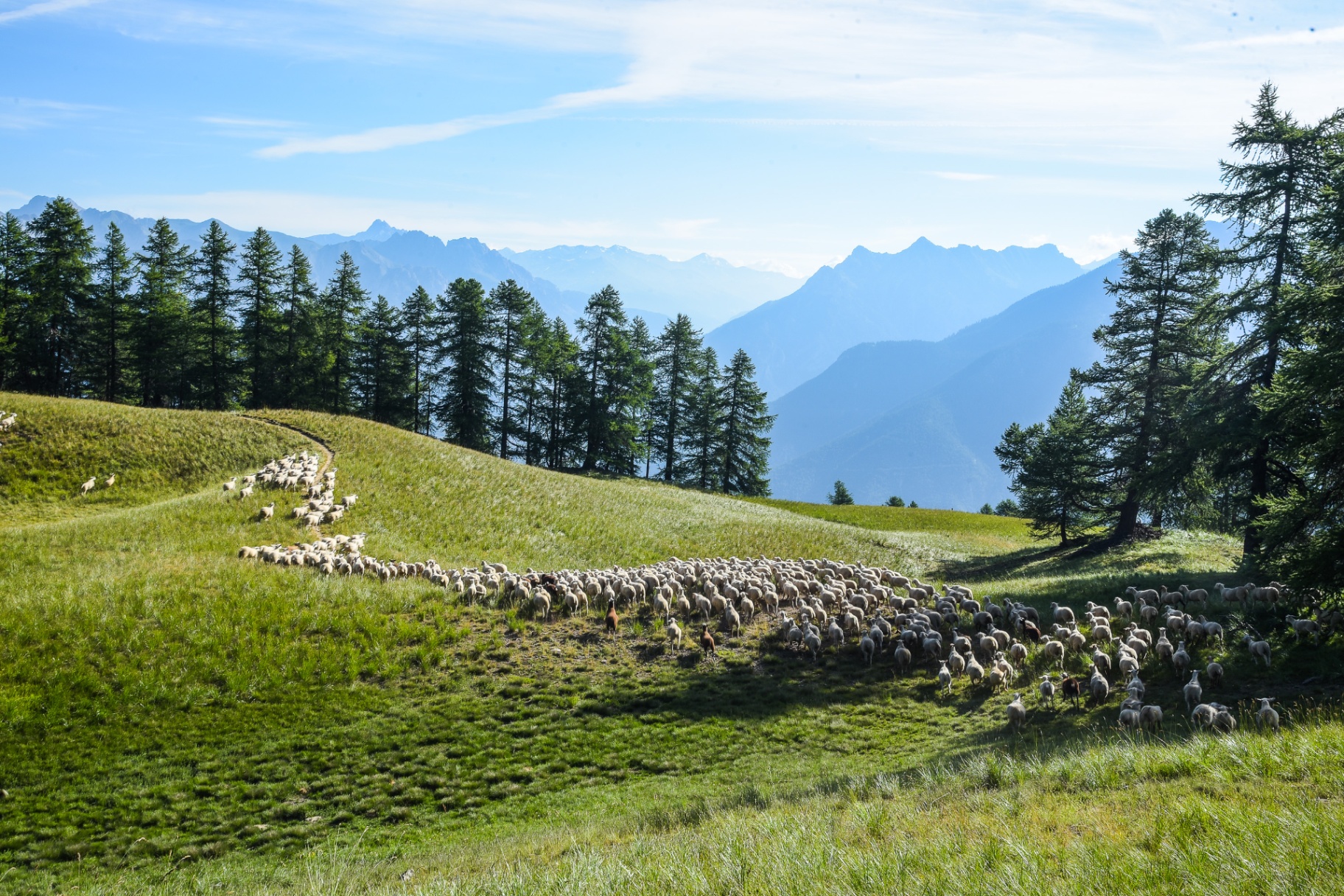 Randonnée à Risoul — troupeau de moutons en alpage avec vue sur les sommets